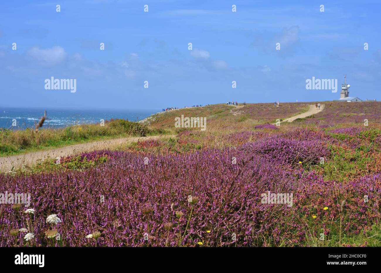 Brittany, France, Calluna Vulgaris plants and view to the nautical station in the background Stock Photo