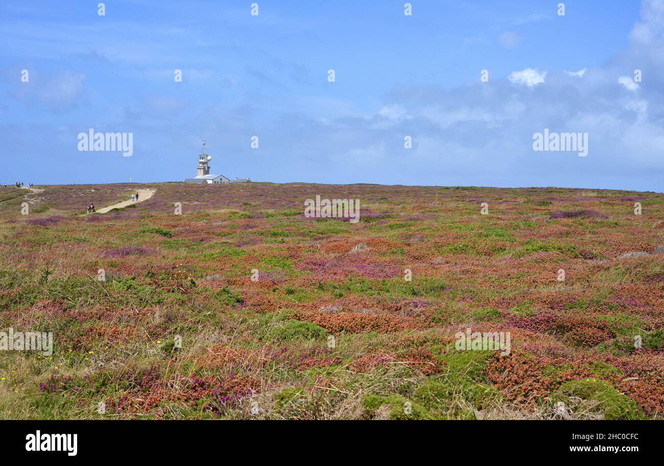 Colorful blooming flower carpet near Pointe du Raz, Brittany, France Stock Photo