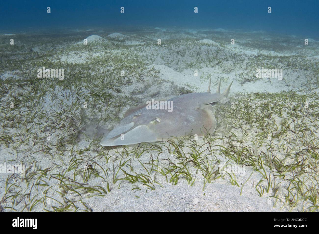 Halavi guitarfish (Glaucostegus halavi) on the sea bottom. Guitar shark fish. Stock Photo