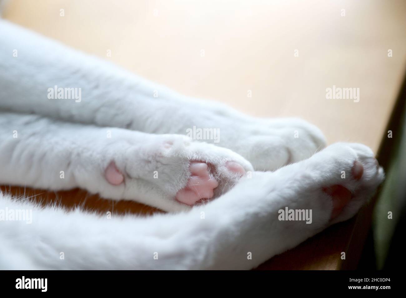 The picture of cat paw lying Stock Photo Alamy