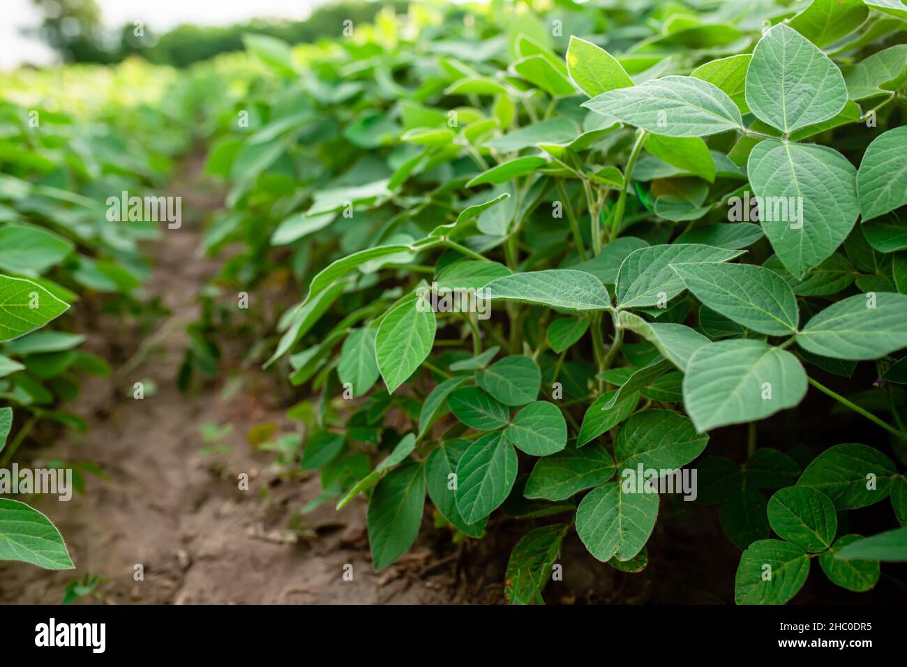 Glycine max, soybean, soya bean sprout growing soybeans on an