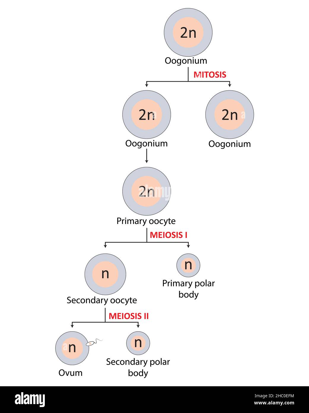 Oogenesis, mitotic and meiotic cell divisionm, female reproductive ...