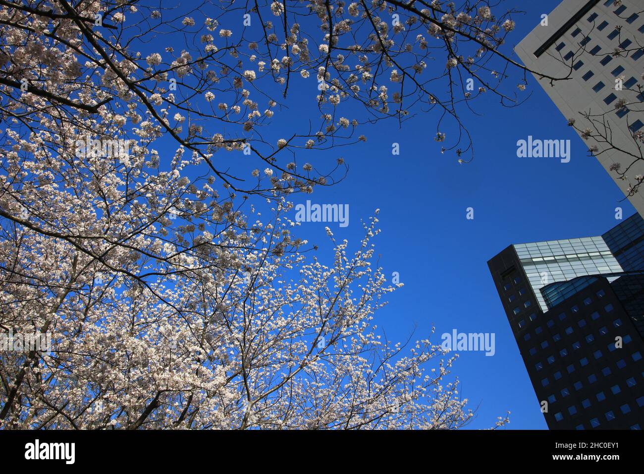 Landscape of Japanese city where cherry blossoms bloom Stock Photo