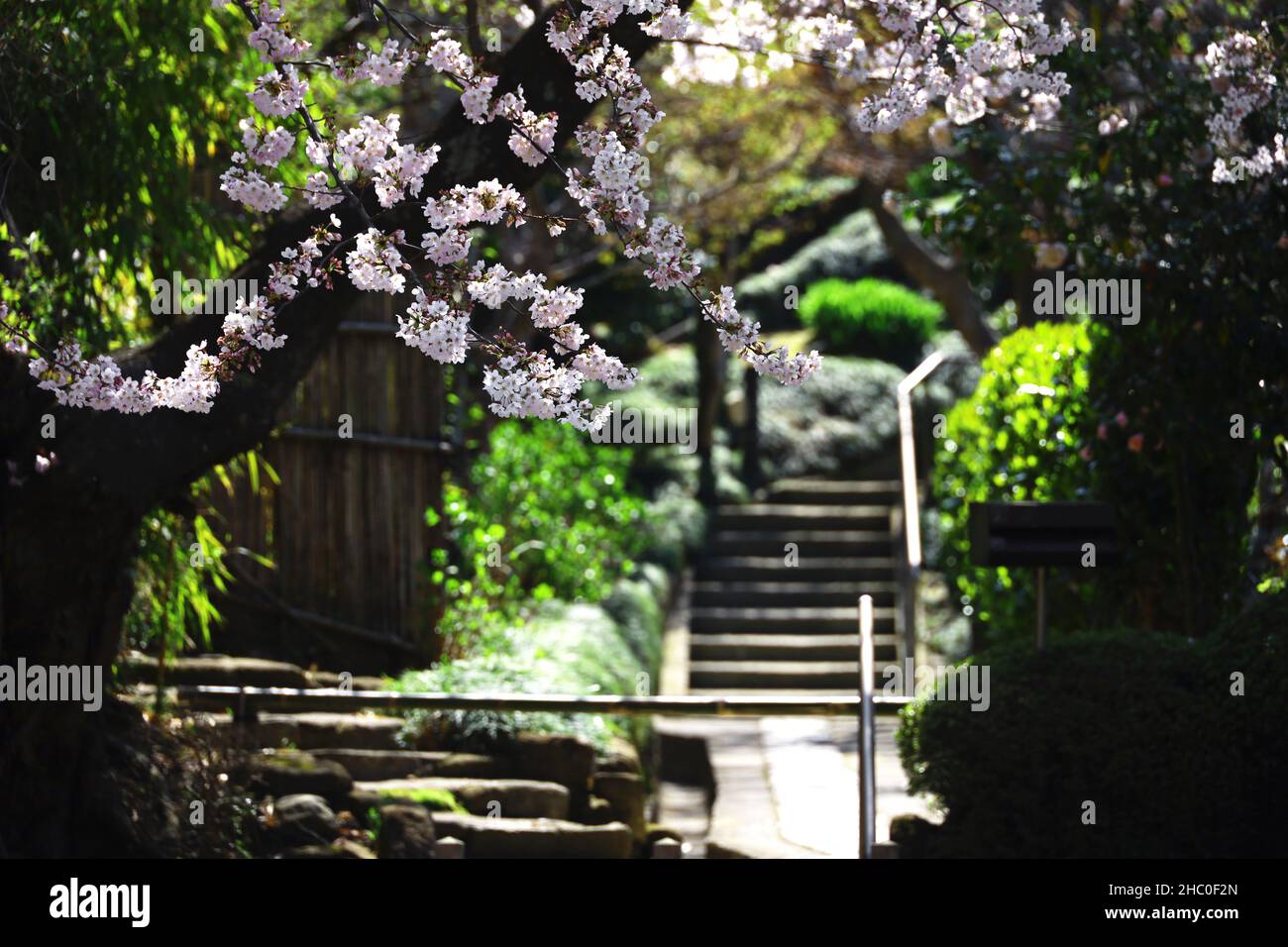 Scenery of Kamakura, the ancient capital of Japan where cherry blossoms bloom Stock Photo