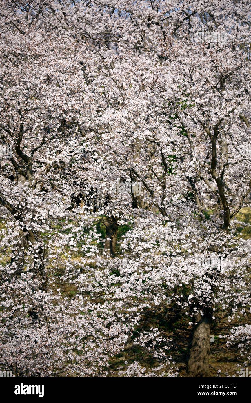 Photo for background material of cherry blossoms in full bloom that