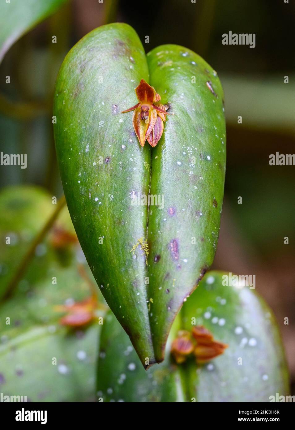 Small flowers growing out of a leaf in Pleurothallis orchid. Ecuador, South America. Stock Photo