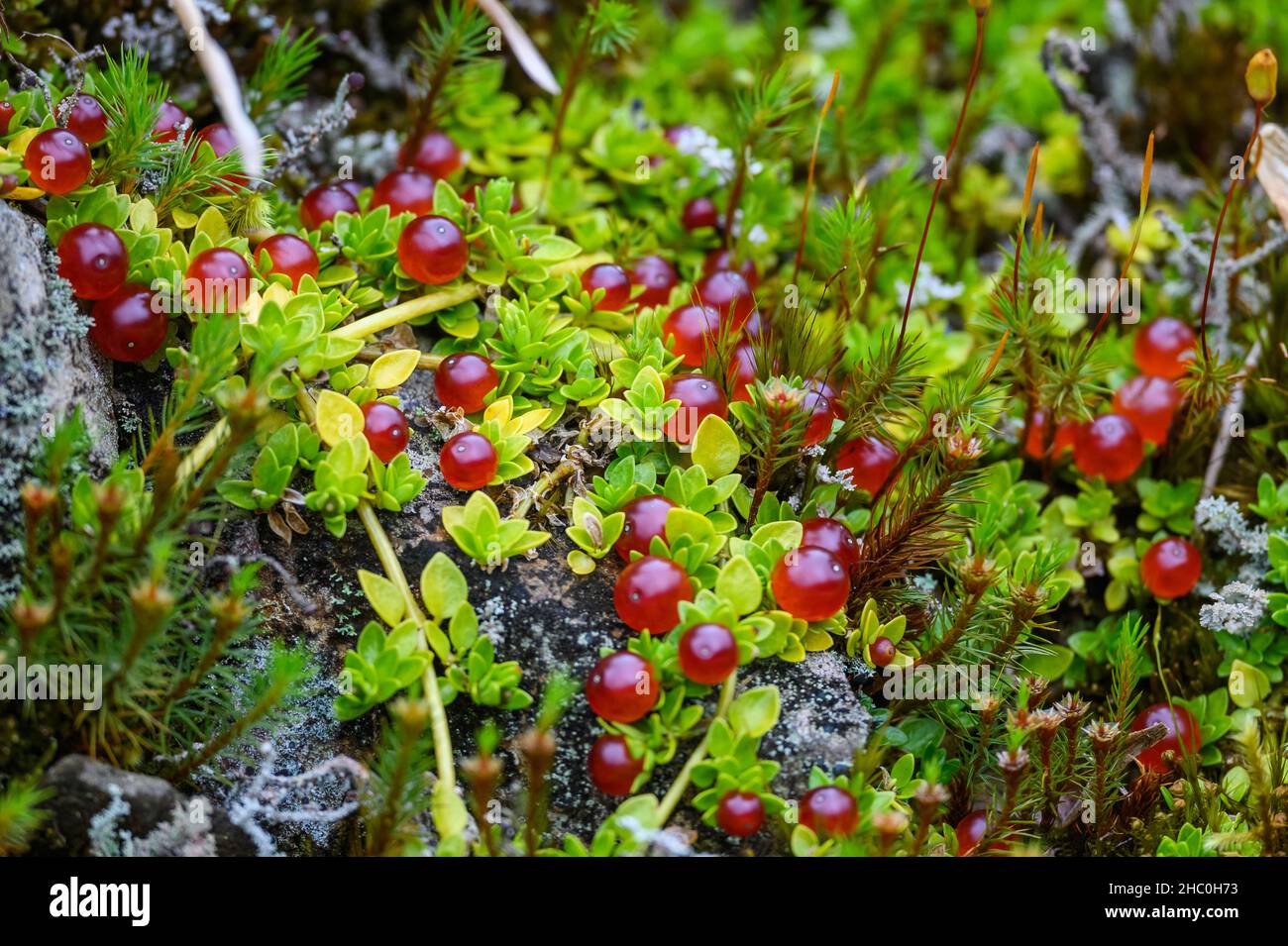 Wild red berries at high elevation. Podocarpus National Park, Loja, Ecuador, South America. Stock Photo