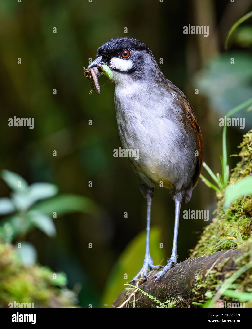 Highly endangered Jocotoco Antpitta (Grallaria ridgelyi) foraging for worms in forest. Zamora-Chinchipe, Ecuador. Stock Photo