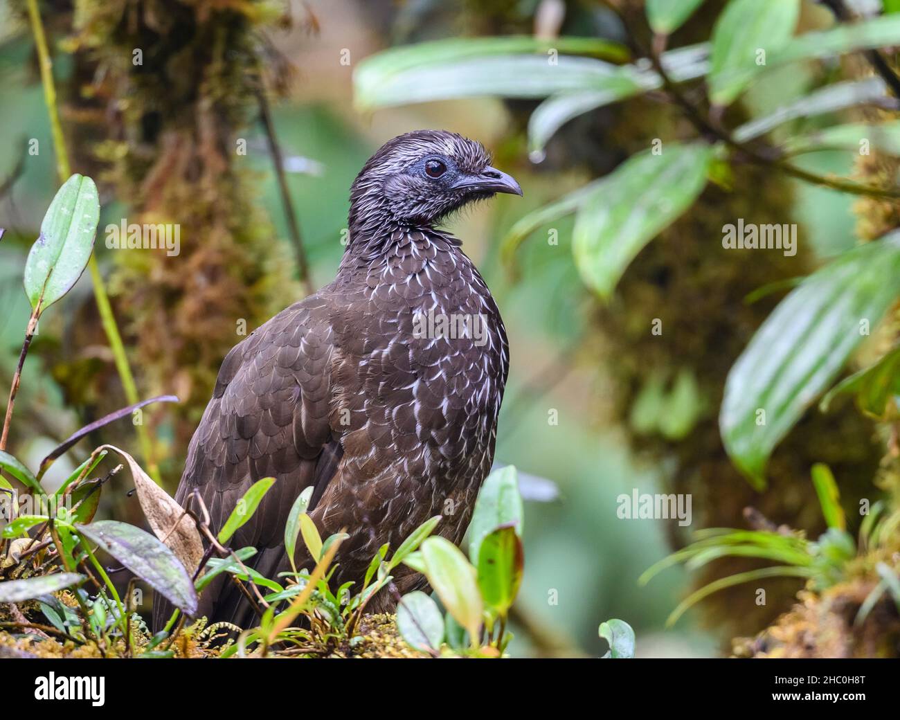 A Bearded Guan (Penelope barbata) on the forest. Ecuador, South America. Stock Photo