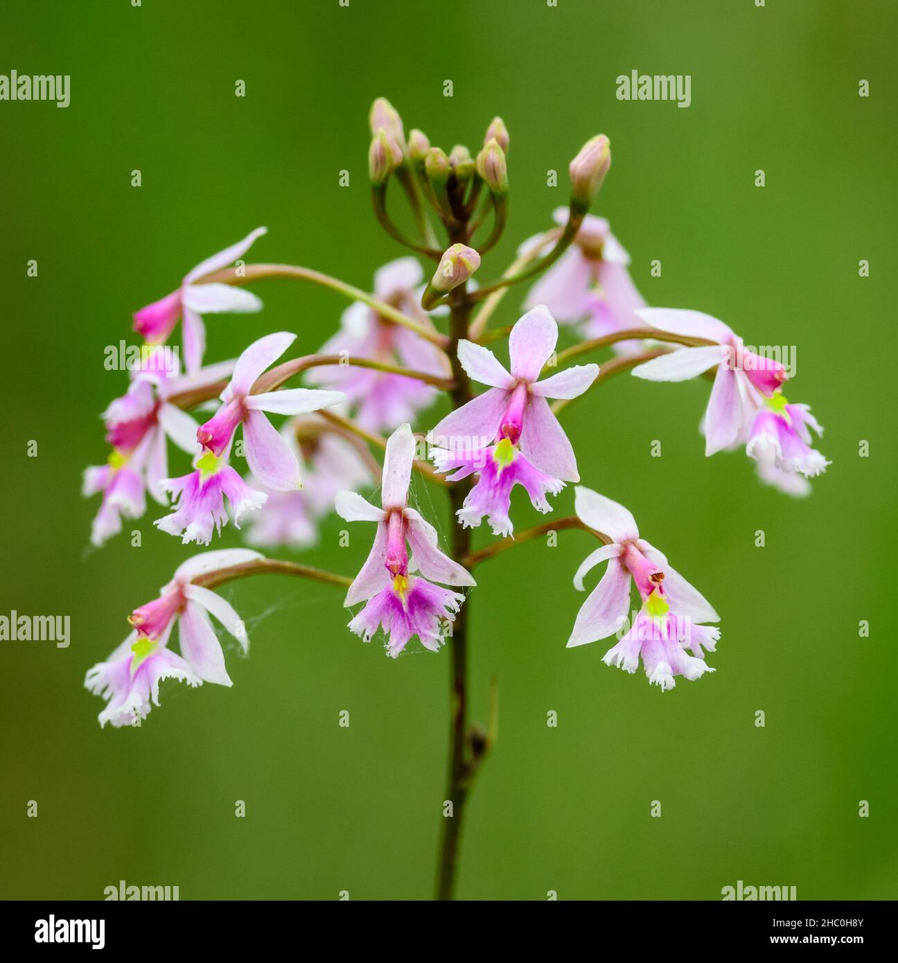 Pink flowers of orchid Epidendrum calanthum. Ecuador, South America. Stock Photo
