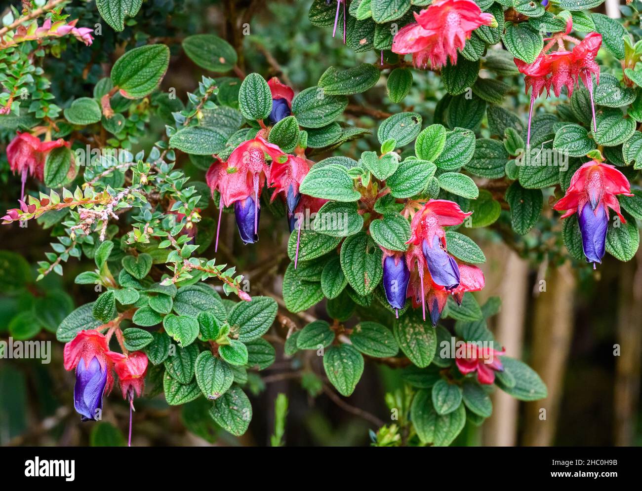 Purple-blue flowers of wild Fuchsia in the Andes Mountains. Ecuador, South America. Stock Photo