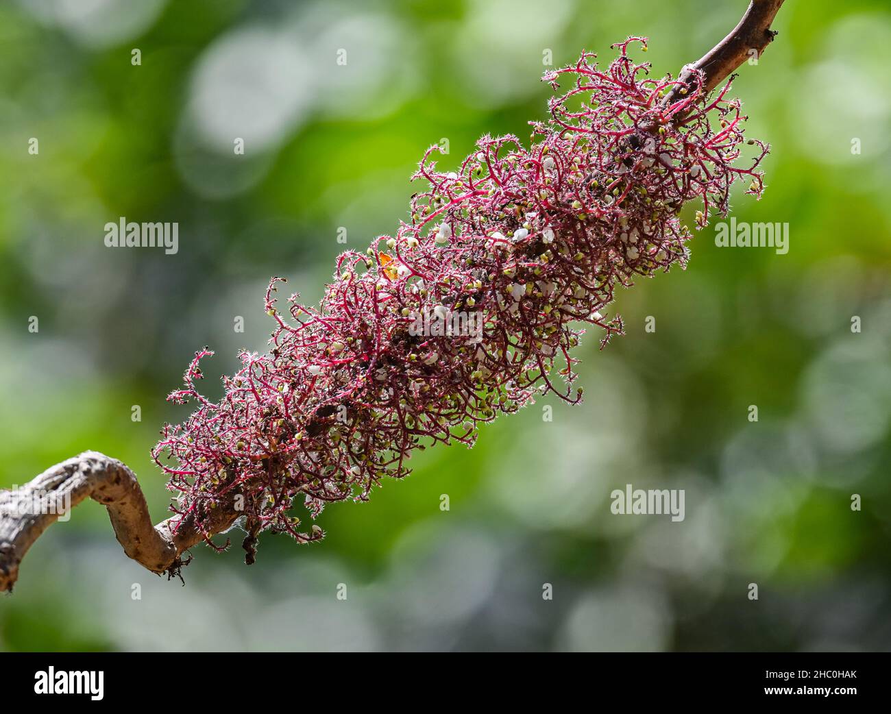 Pink and purple flowers of Scratchbush (Urera baccifera). Ecuador, South America. Stock Photo