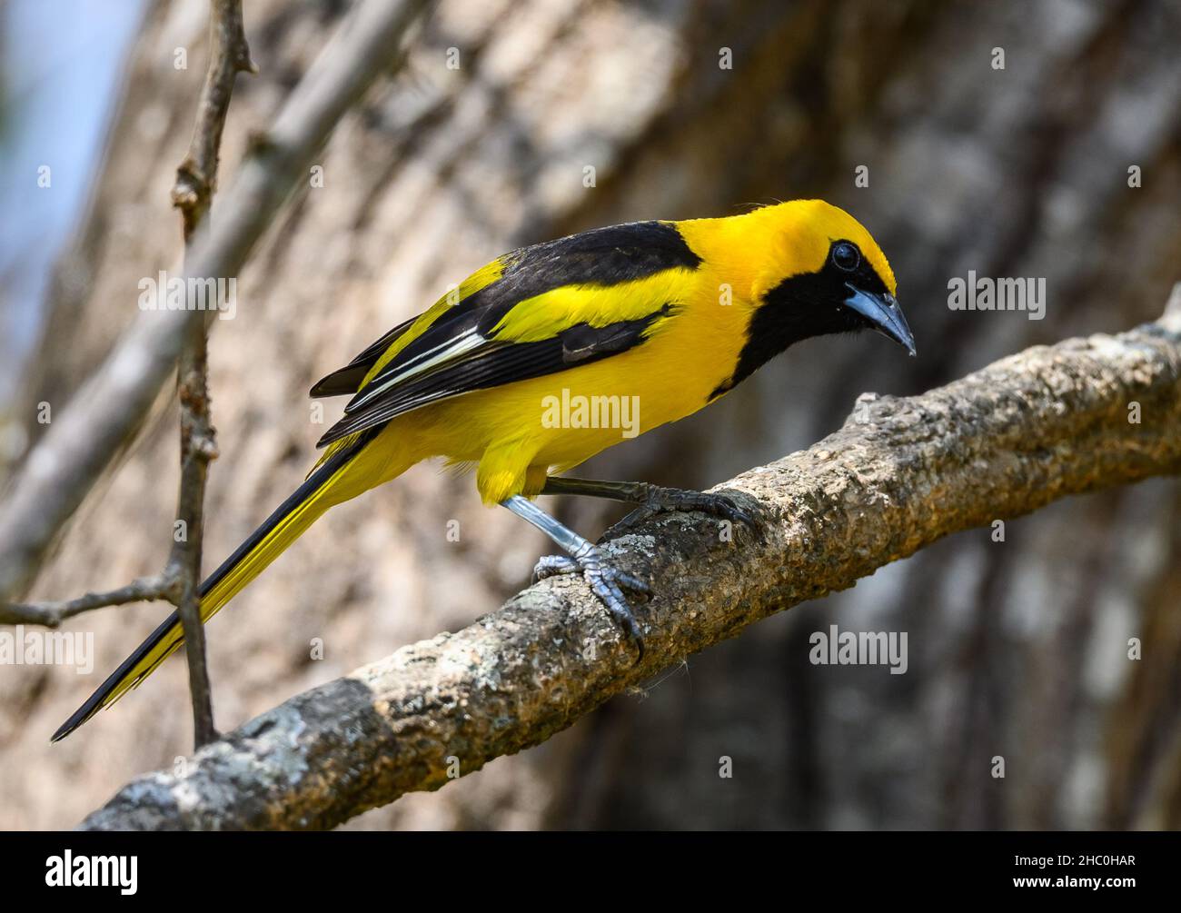 A Yellow-tailed Oriole (Icterus mesomelas) perched on a branch. Ecuador, South America. Stock Photo