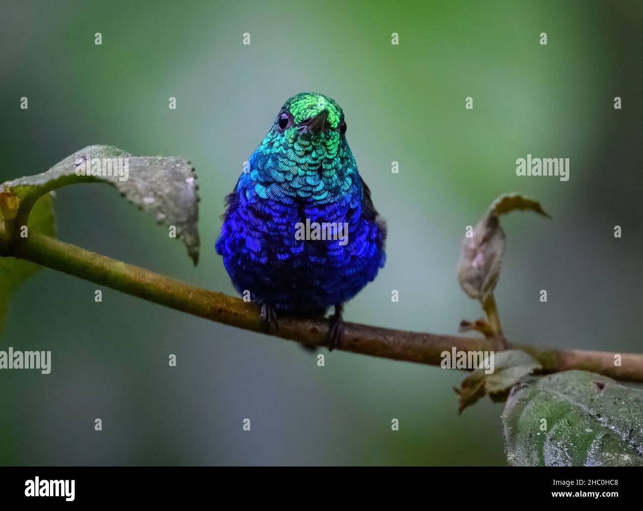 A Violet-bellied Hummingbird (Chlorestes julie) perched on a branch. Ecuador, South America. Stock Photo