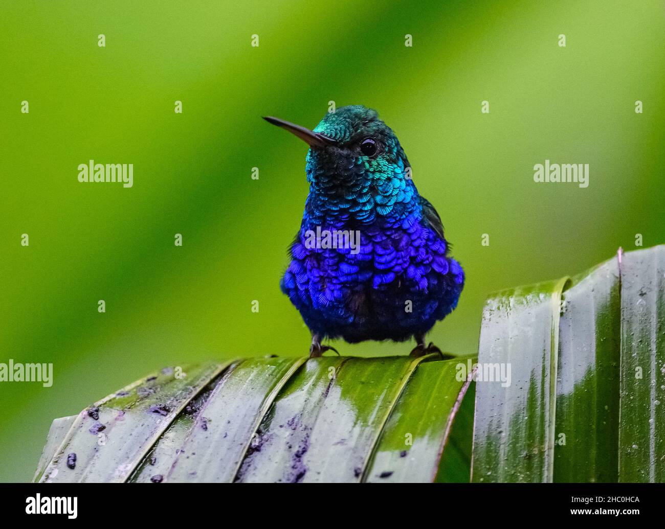 A Violet-bellied Hummingbird (Chlorestes julie) perched on a leaf. Ecuador, South America. Stock Photo