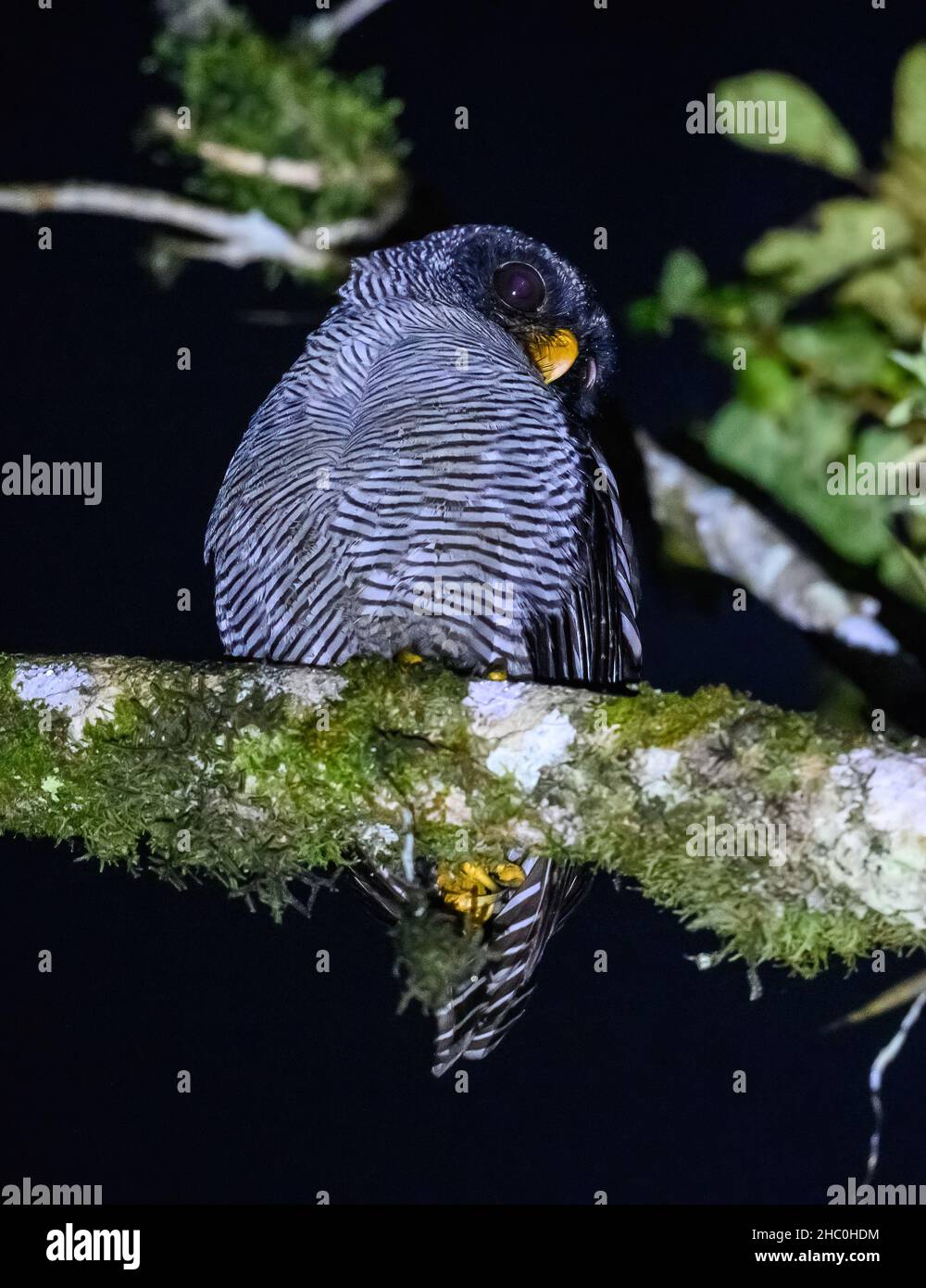 A Black-and-white Owl (Ciccaba nigrolineata) perched on a branch. Ecuador, South America. Stock Photo