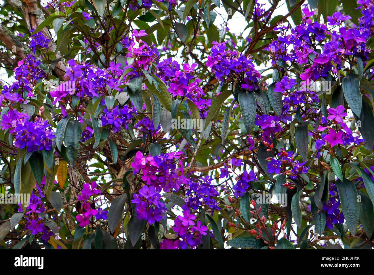 Purple princess flower (Tibouchina granulosa), Tiradentes, Brazil Stock Photo