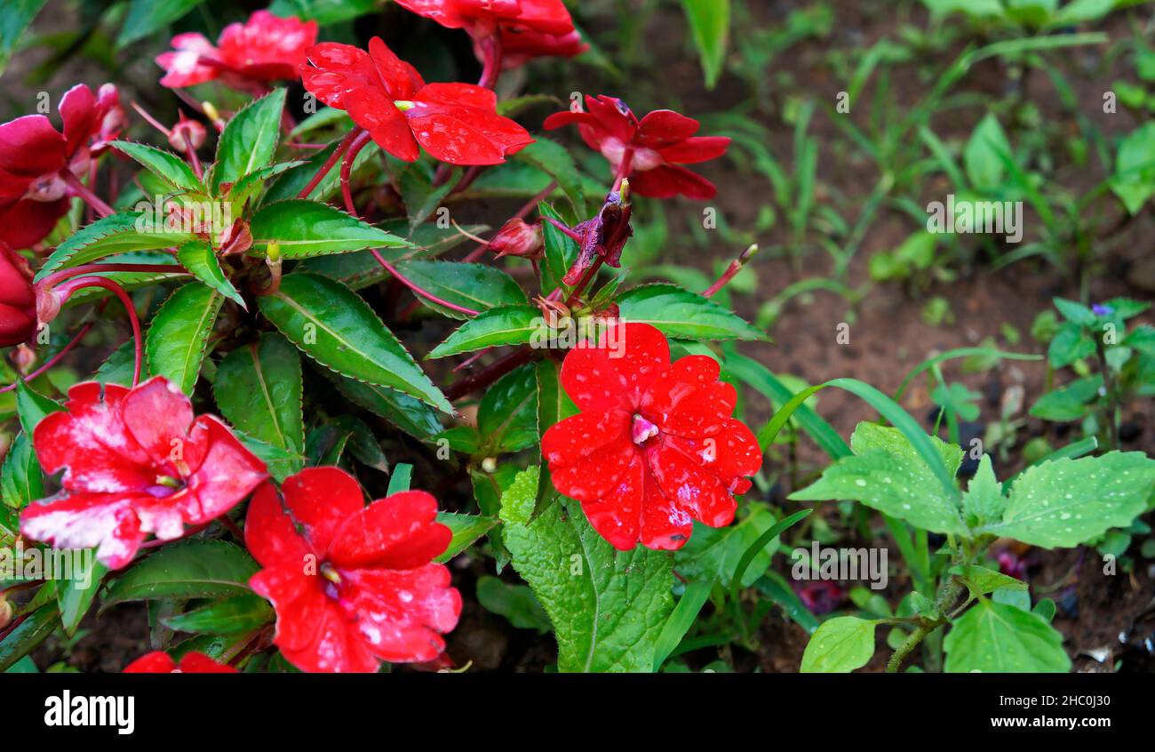 Red New Guinea impatiens flowers (Impatiens hawkeri Stock Photo Alamy