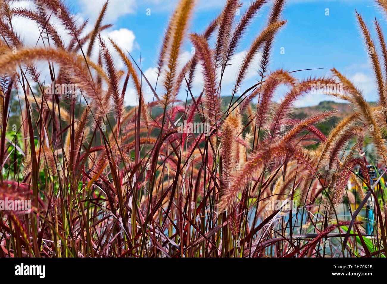 Red grass flowers and seeds Stock Photo Alamy