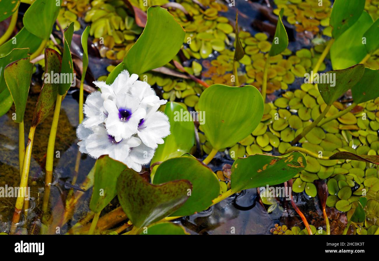 Water hyacinth flowers (Eichhornia azurea) Stock Photo