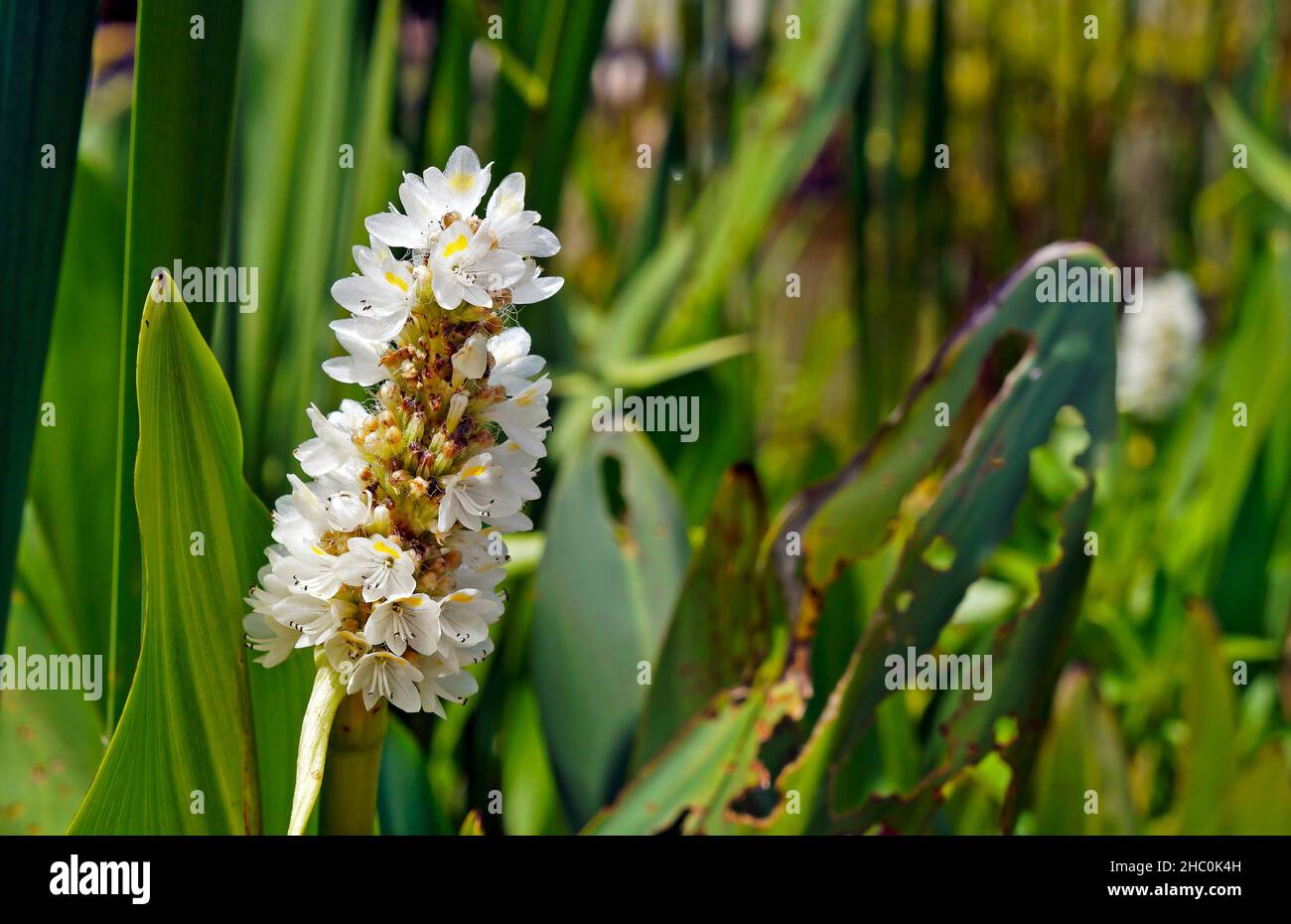 Pickerelweed (Pontederia parviflora), aquatic plant Stock Photo