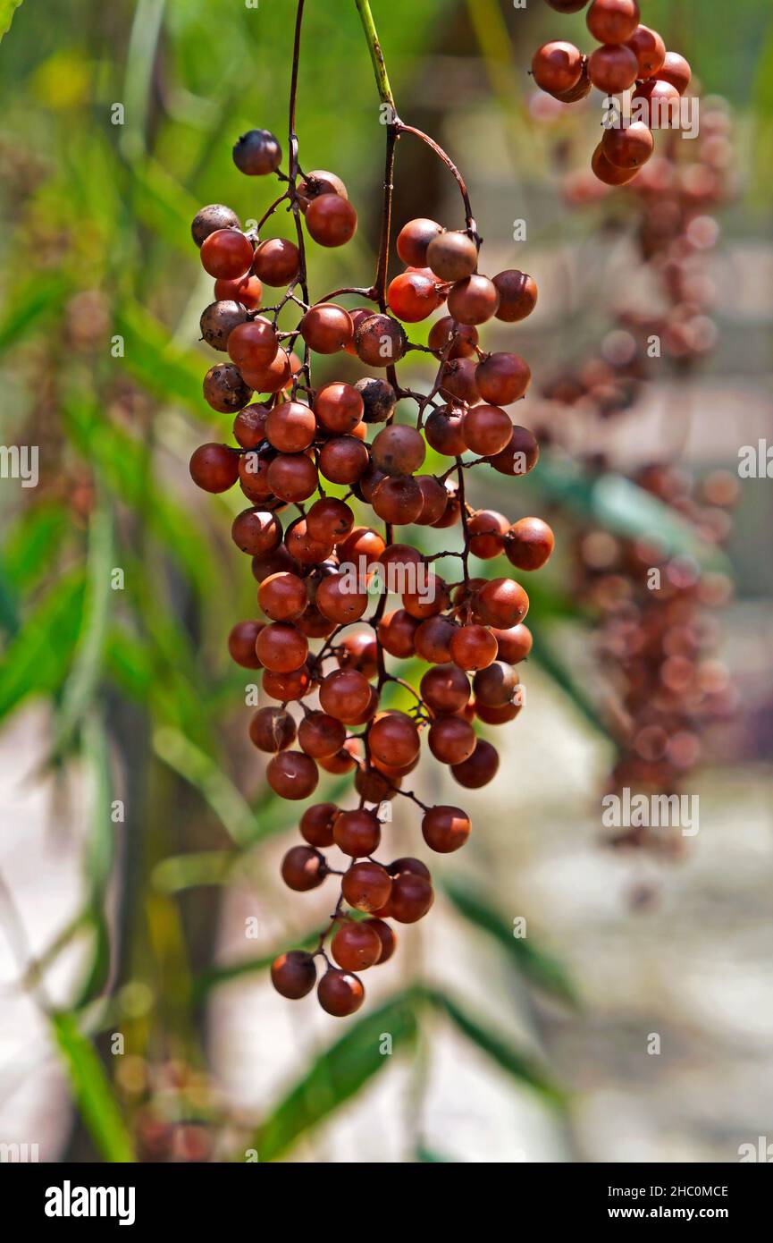 Peruvian pepper fruits on tree (Schinus Molle Stock Photo Alamy