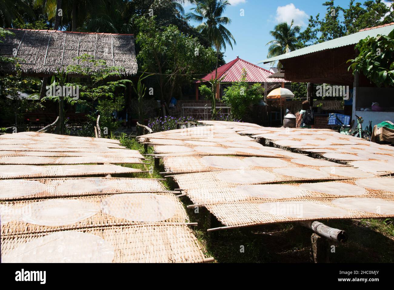 Production of rice noodles. Rice wraps drying under the sun. Vietnam. Asia Stock Photo