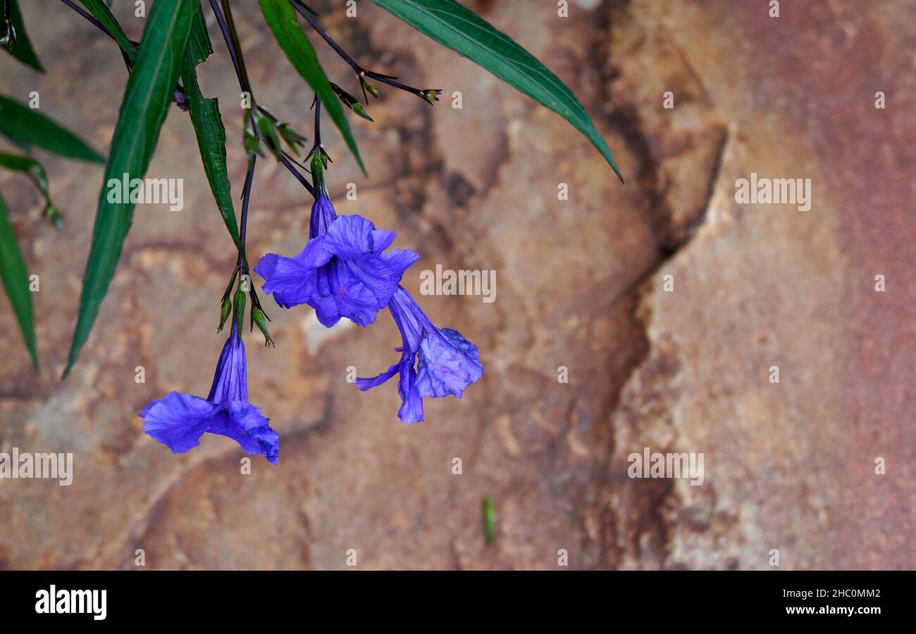 Mexican petunia flowers (Ruellia simplex) and stone background Stock Photo