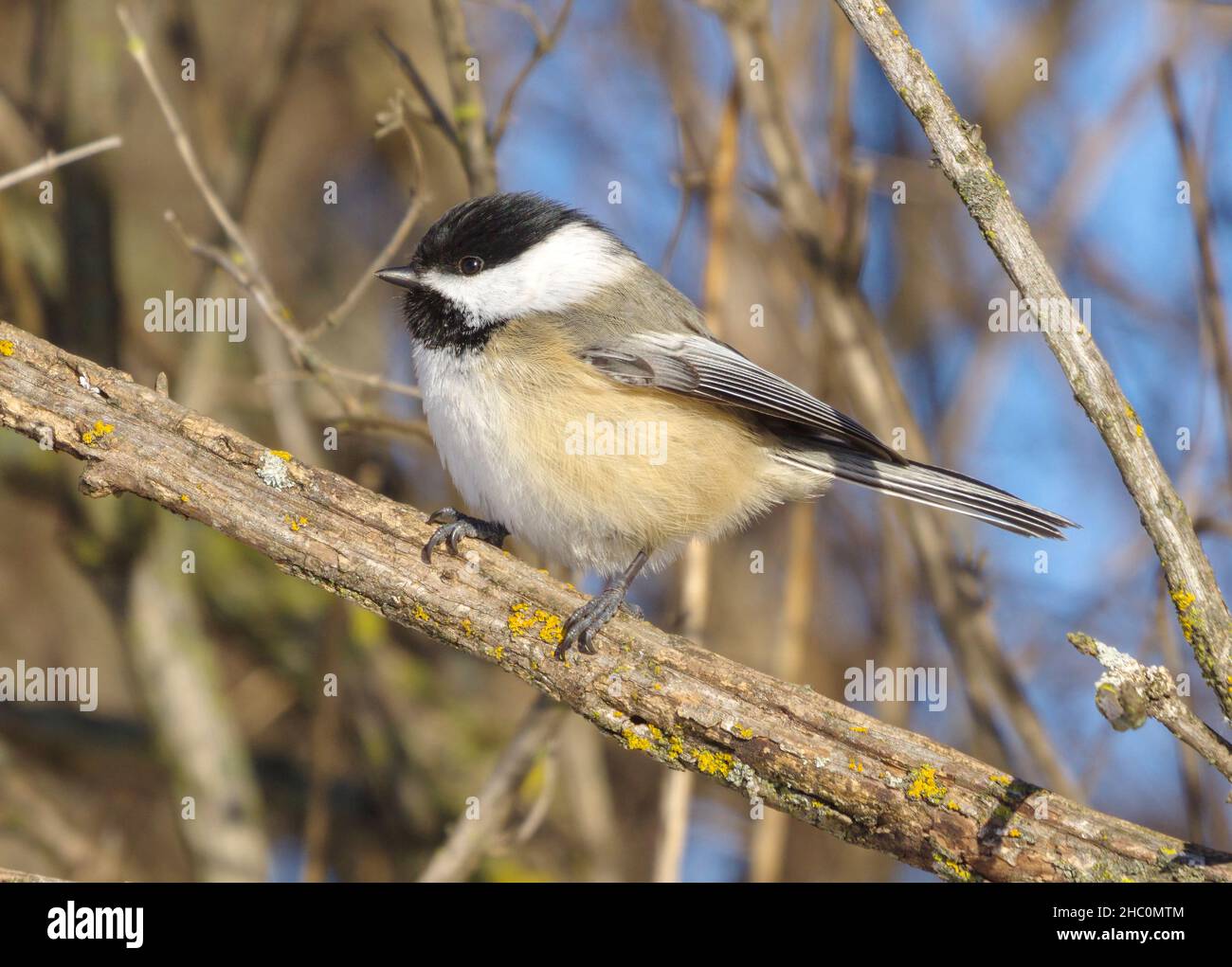 Black-capped Chickadee, Poecile atricapilla perched on branch Stock Photo
