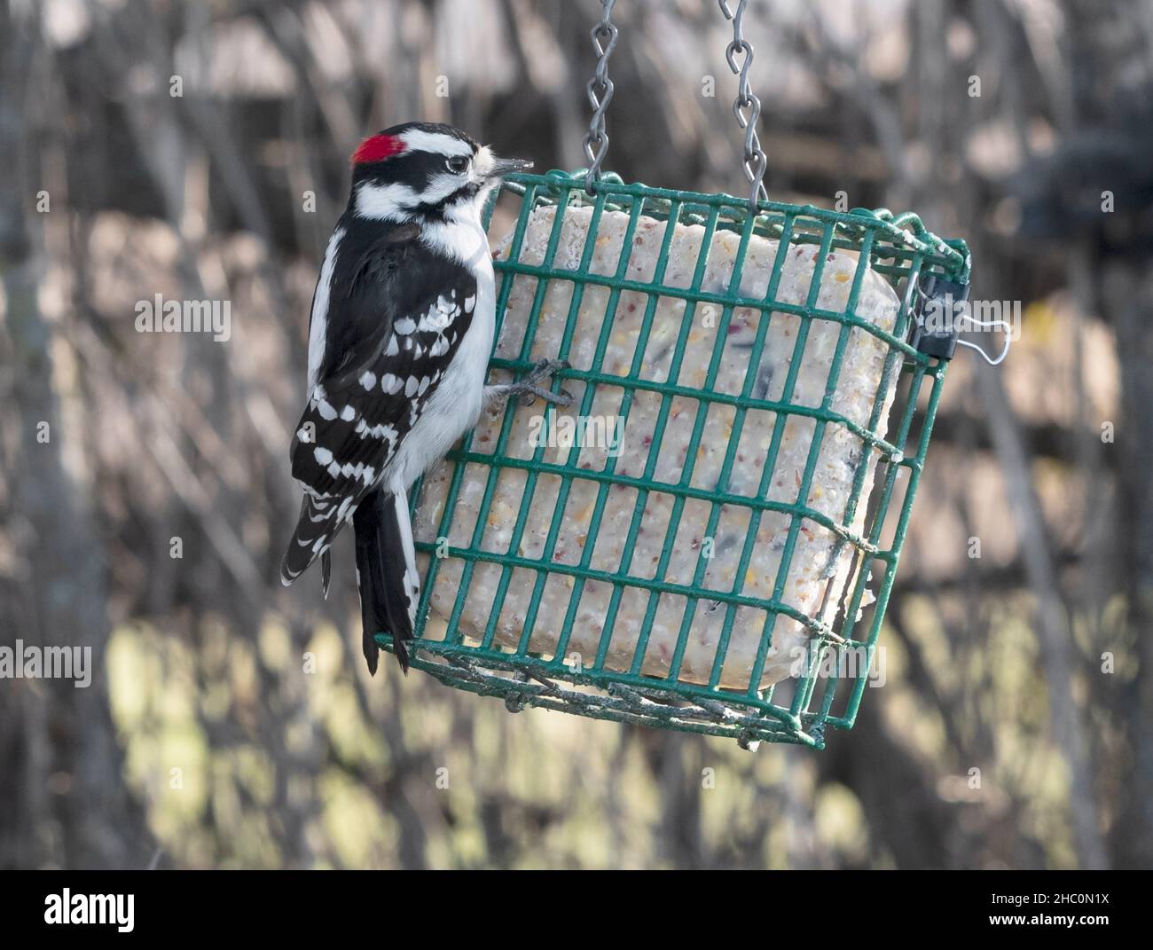 Male Downy Woodpecker, Picoides pubescens, on  suet feeder Stock Photo