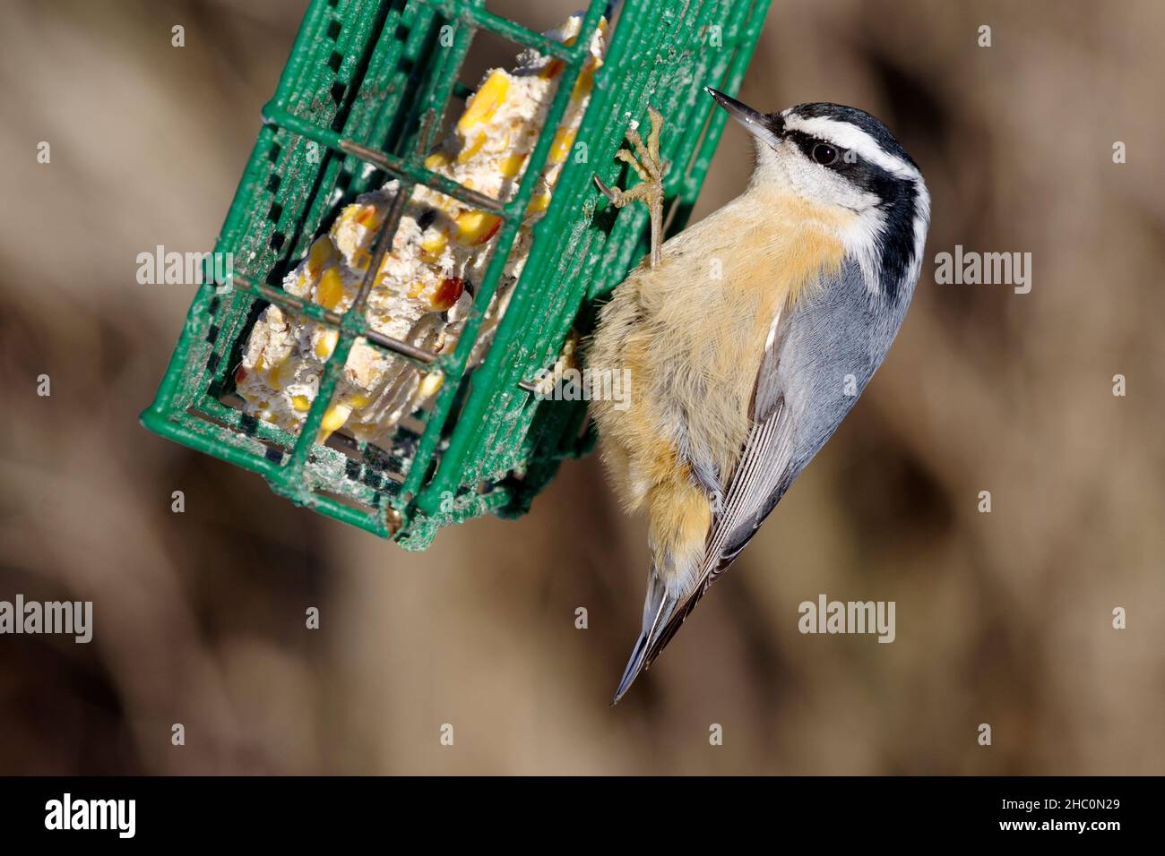 Red Breasted Nuthatch, Sitta canadensis on suet feeder Stock Photo