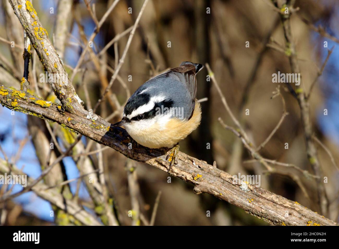 Red Breasted Nuthatch, Sitta canadensis perched on branch. Stock Photo