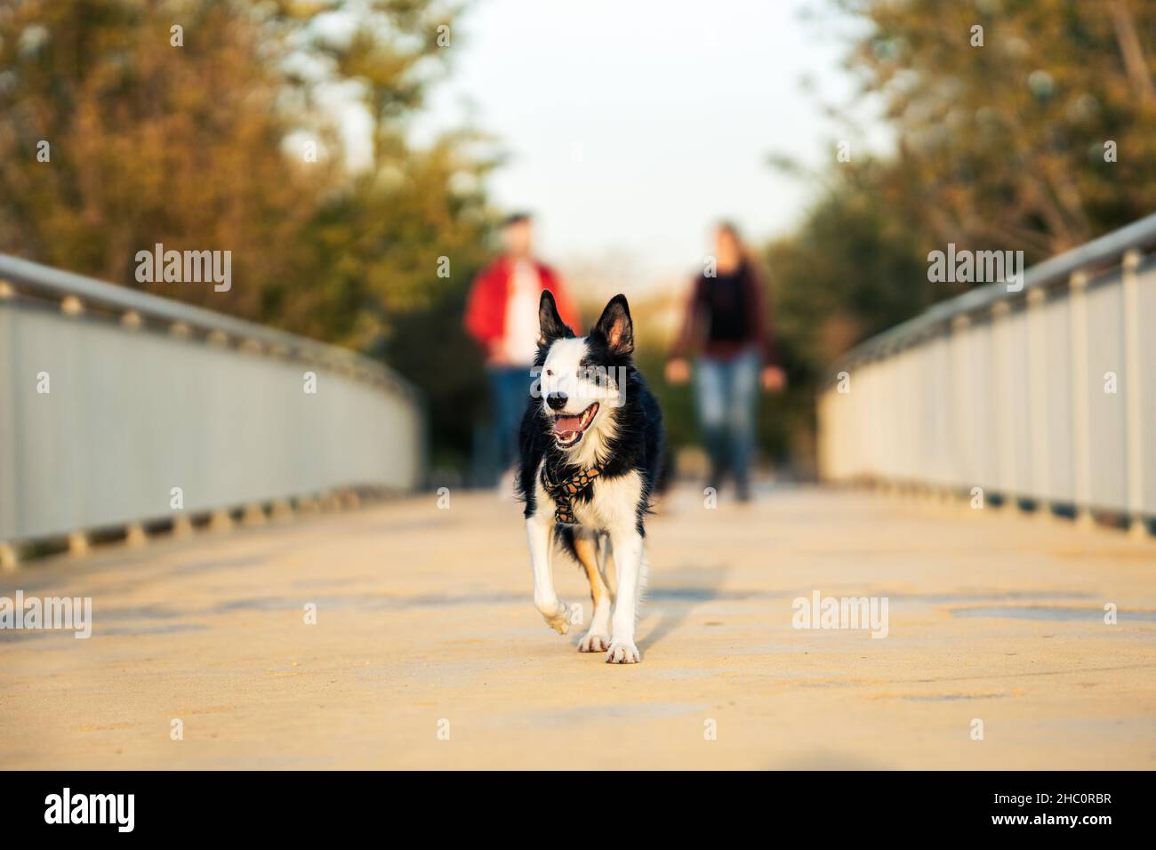 Dog standing while walking with its owners throug a bridge in a park Stock Photo