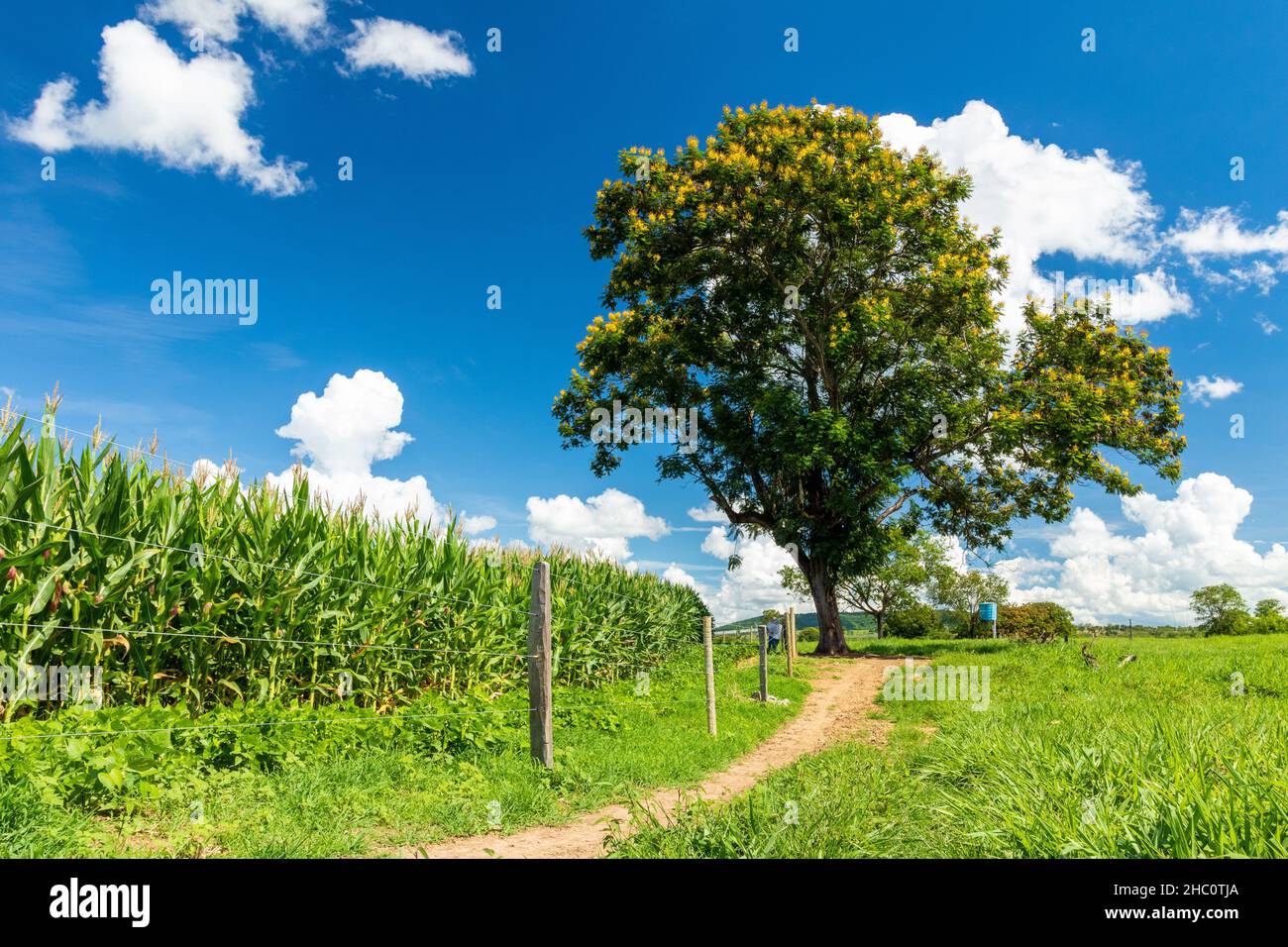 tree in a farm in minas gerais the interior of brazil Stock Photo Alamy