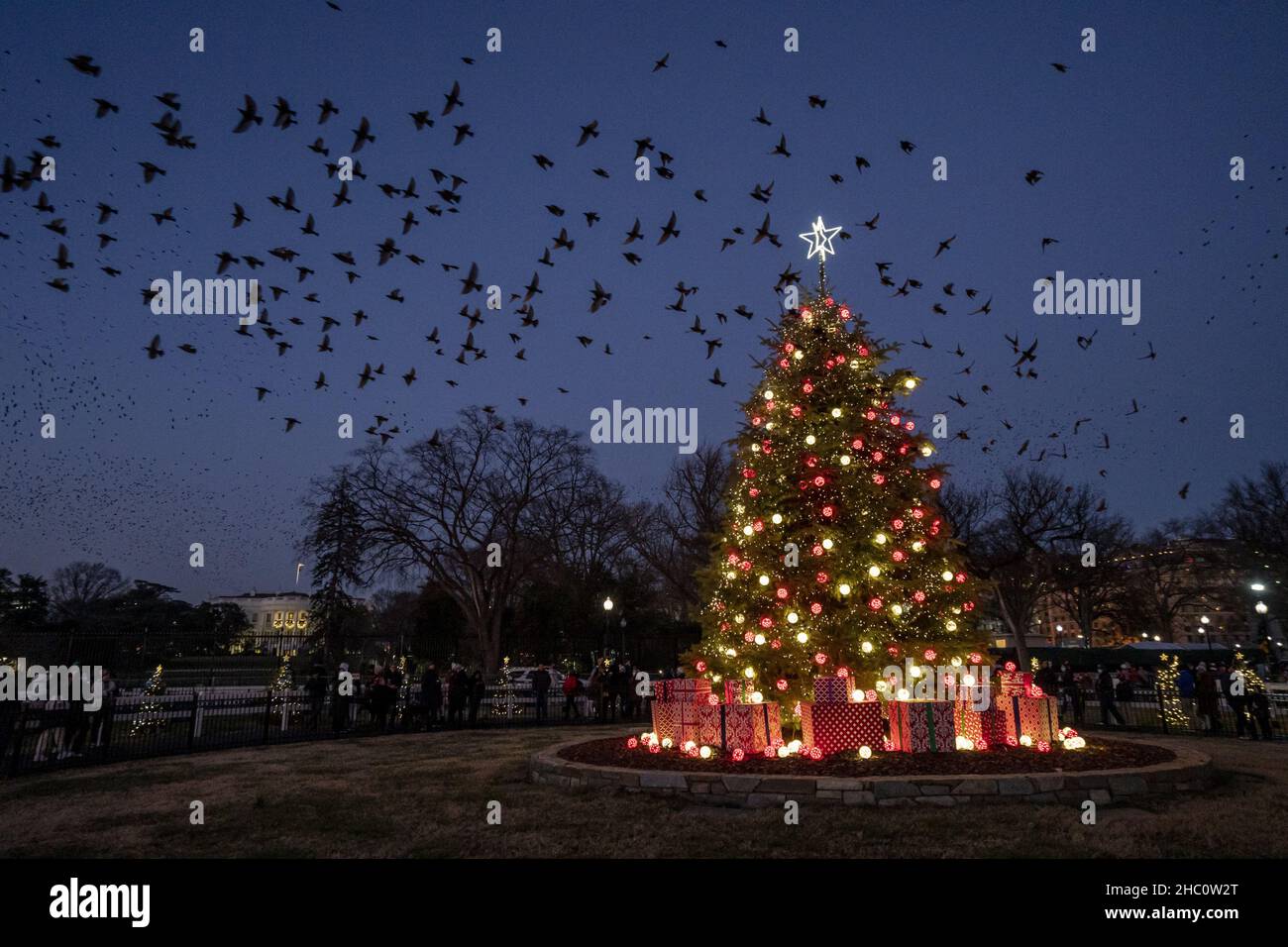 State Christmas Trees On The Elipse Washington Dc 2022 Washington, United States. 22Nd Dec, 2021. Birds Fly In A Murmuration Above  The National Christmas Tree On The Ellipse In Front Of The White House In  Washington, Dc, On Wednesday, December 22,