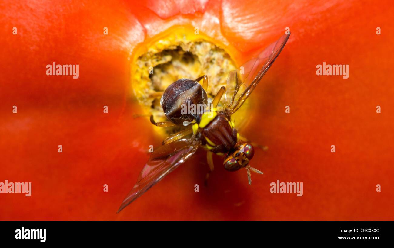 Tomato fruit fly hires stock photography and images Alamy