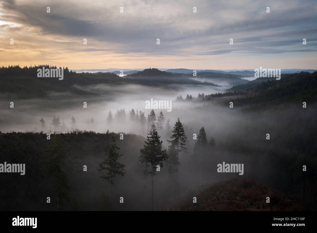 Oregon forest trees in fog at sunrise Stock Photo - Alamy