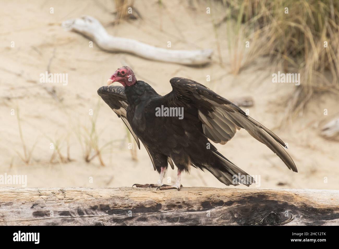 Turkey Vulture on the Beach Stock Photo