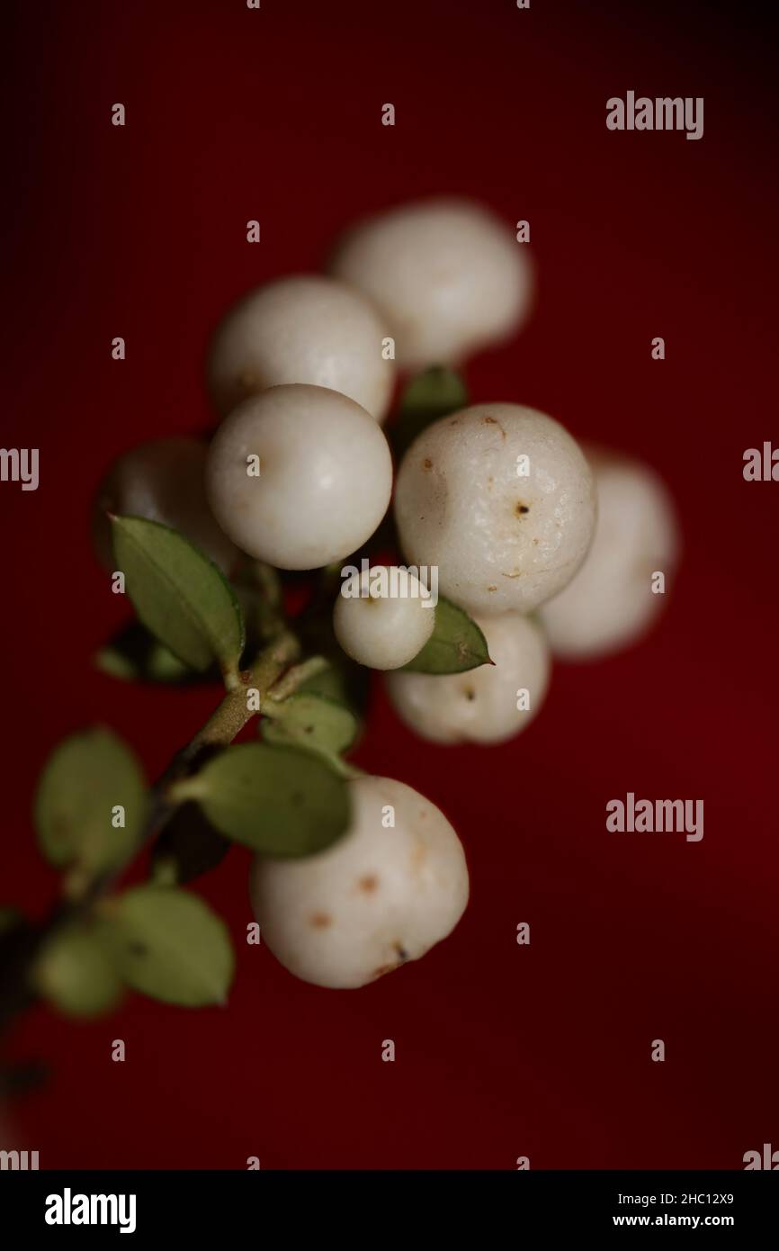 Wild White Small Flower Fruit Close Up Botanical Background wild-white-small-flower-fruit-close-up-botanical-background