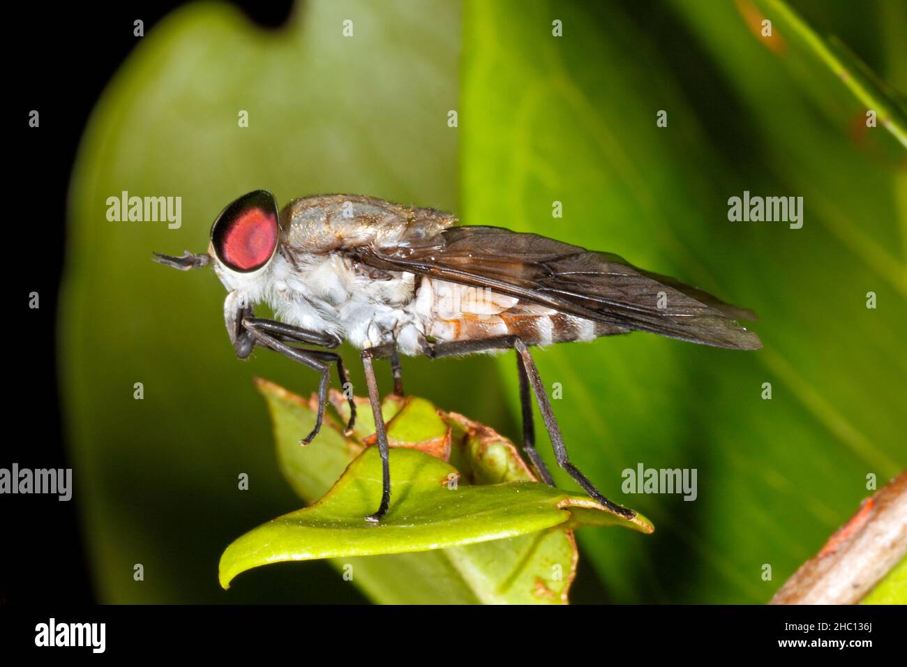 Australian horseflies hires stock photography and images Alamy