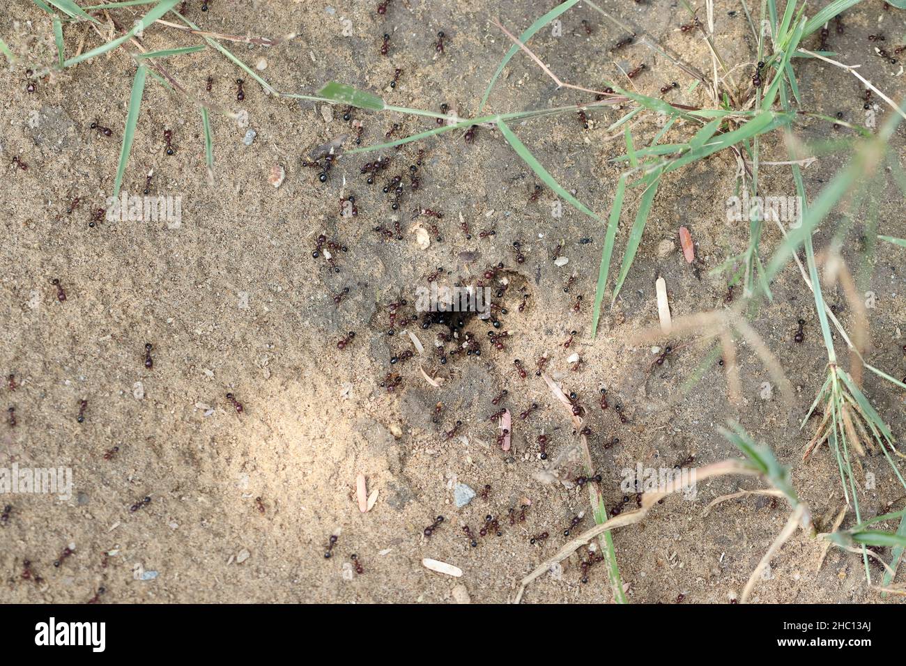 Closeup of large group of ants dispersing food particles and grain