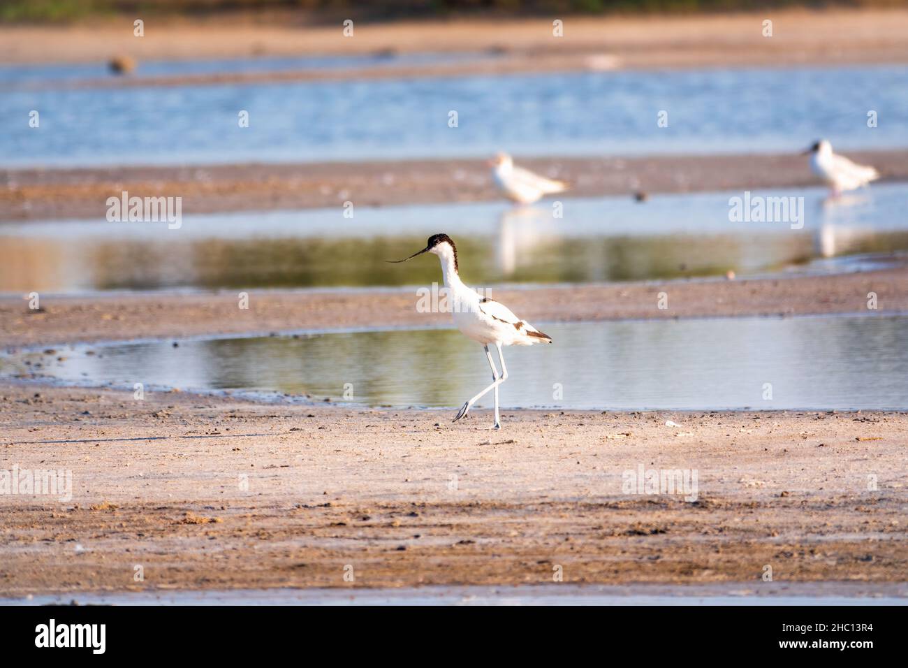 The pied avocet, Recurvirostra avosetta, is a large black and white ...
