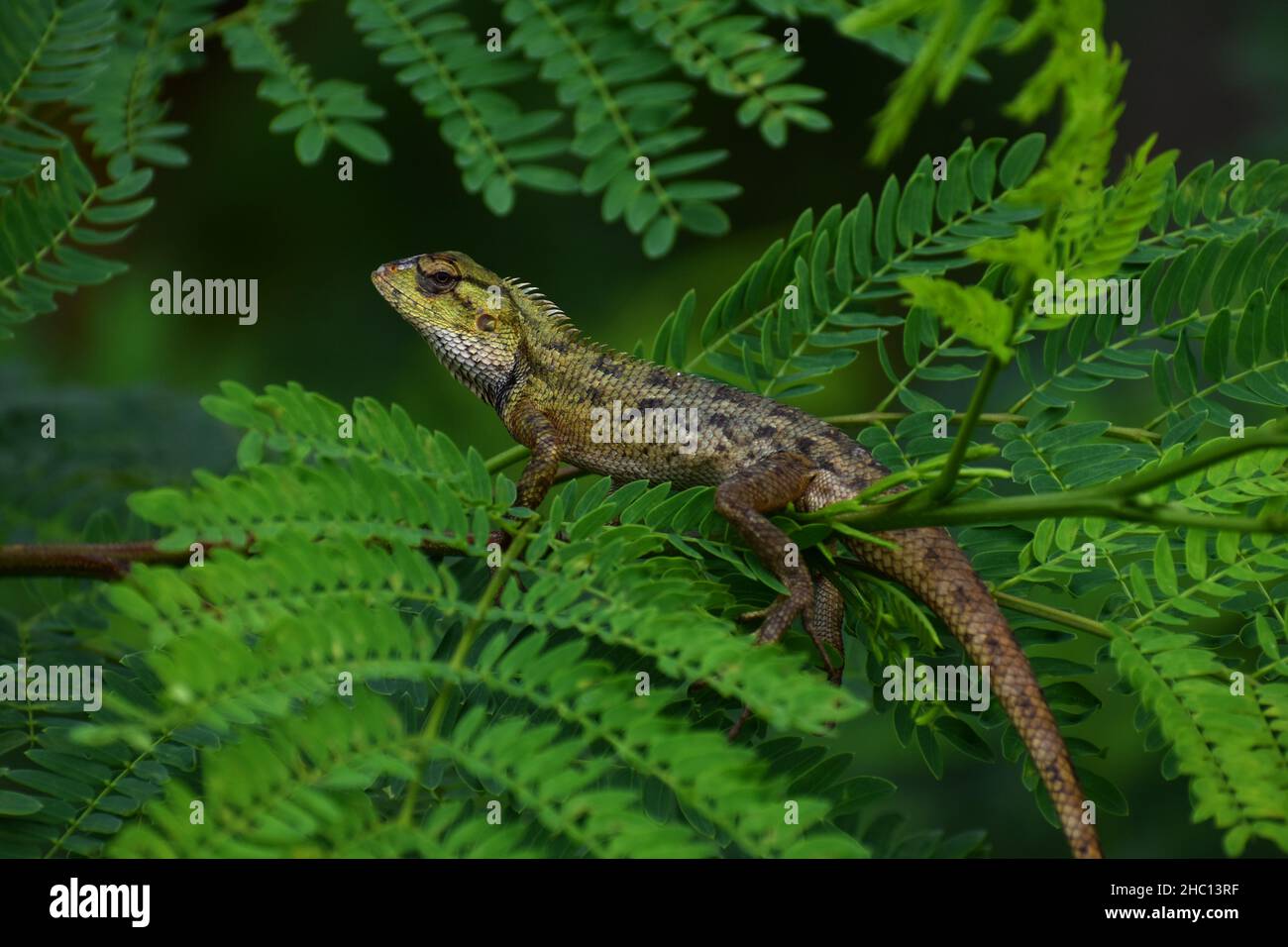 Sun Bathing Lizard An oriental garden lizard sun bathing on green foliage in the morning ...