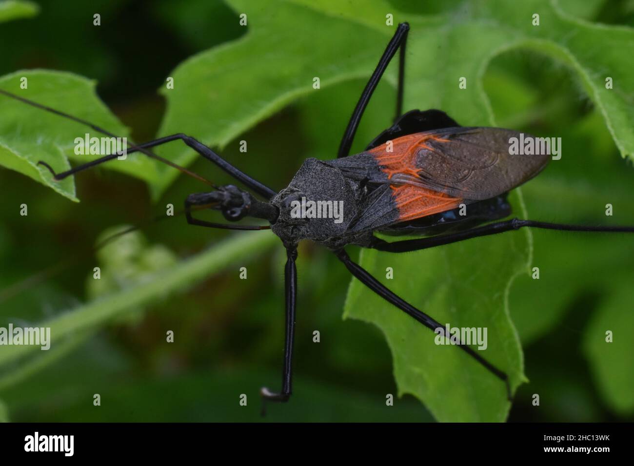 Kissing bug hi-res stock photography and images - Alamy