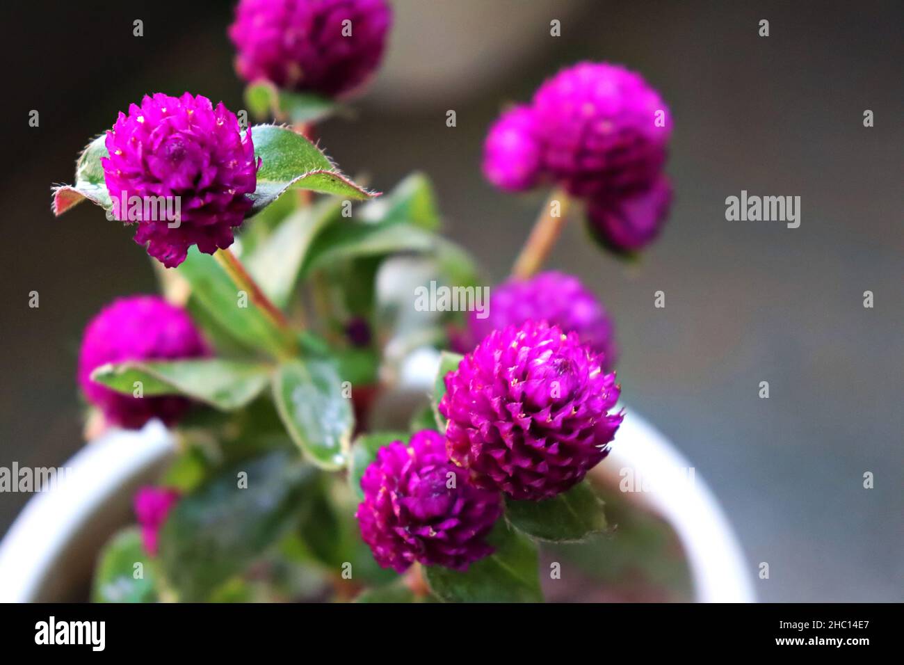 Close-up of purple Gomphrena globosa/ Globe Amarnath/ Vadamalli in a flower pot/Apartment balcony garden Stock Photo