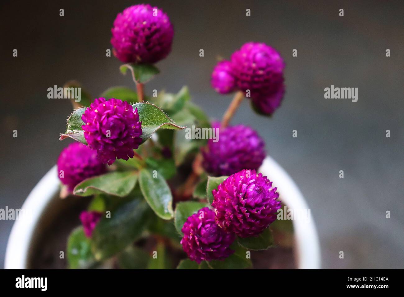 Close-up of purple Gomphrena globosa/ Globe Amarnath/ Vadamalli in a flower pot/Apartment balcony garden Stock Photo