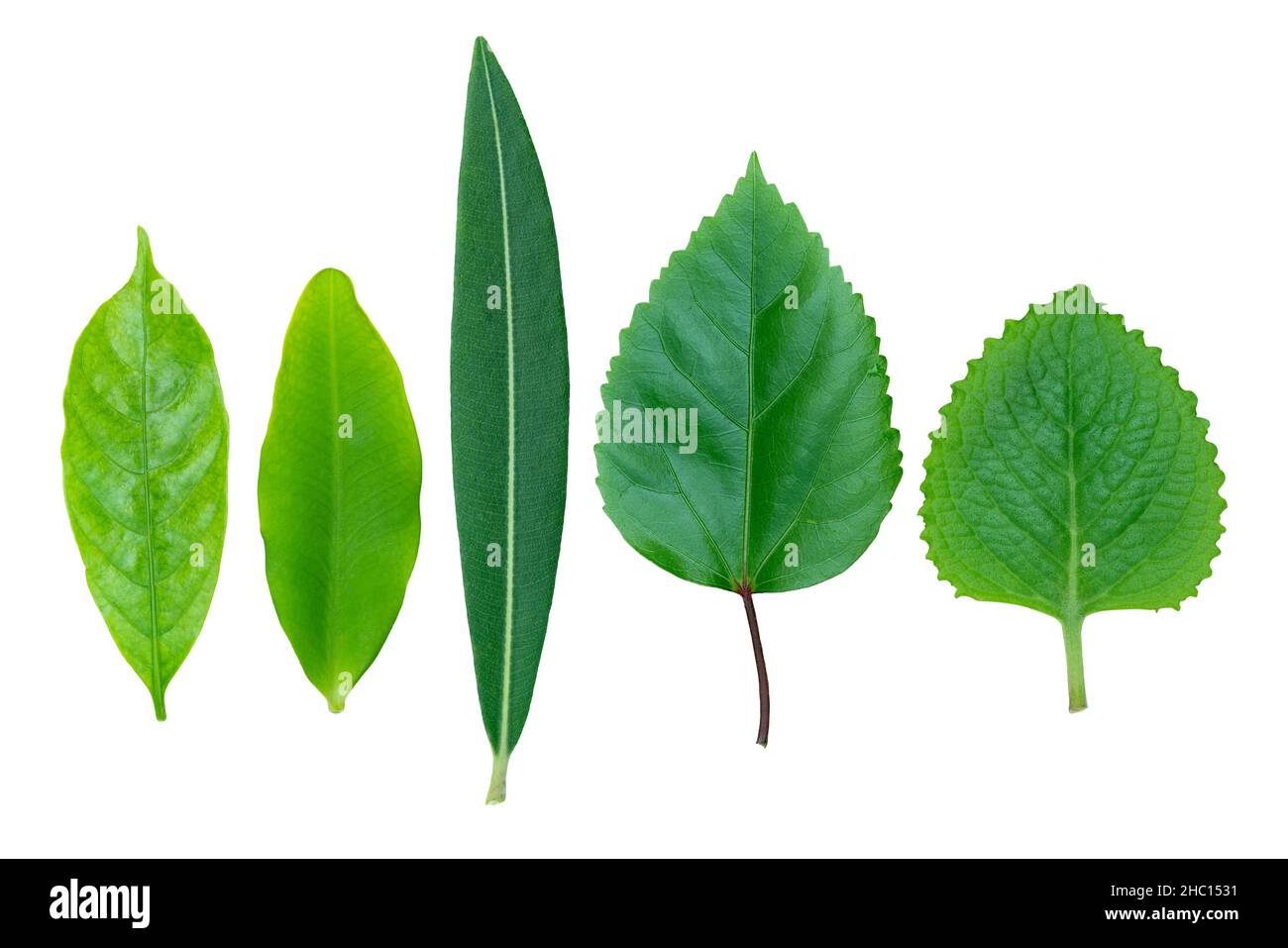 Isolated different kinds of green leaf plant on white background, close up variety shape of leaf plant. Stock Photo