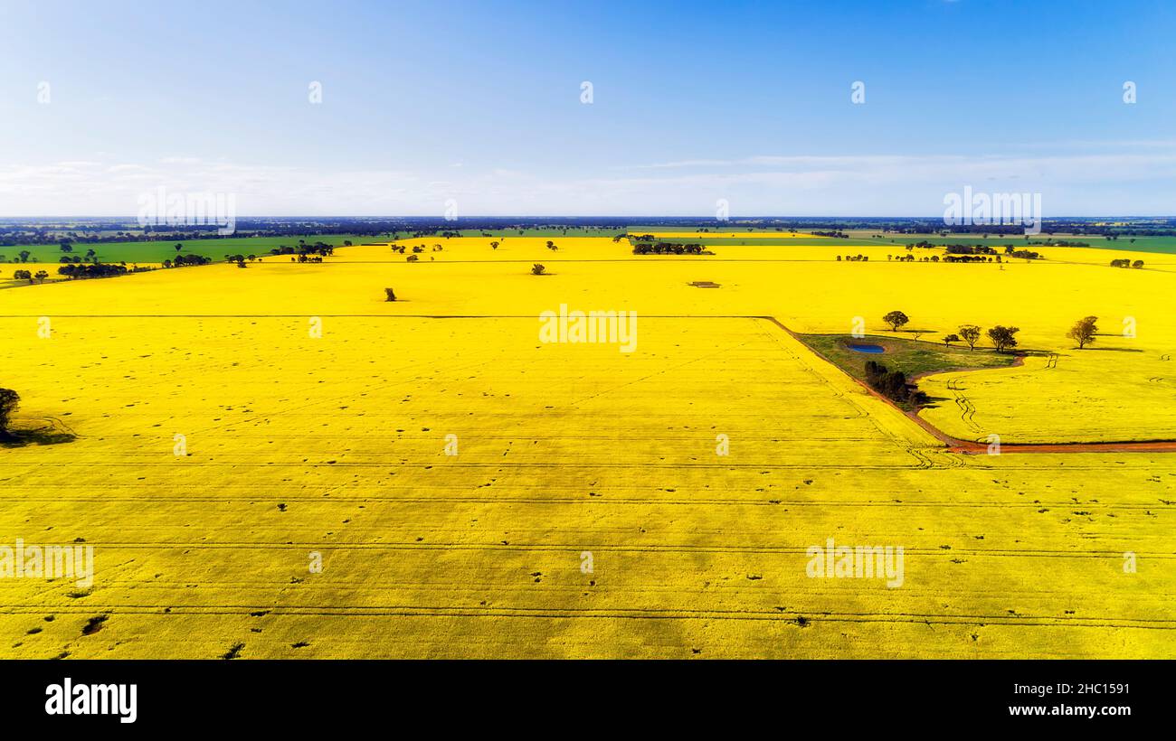 Flat plains in rural regional Victoria state of Australia - aerial landscape view of blossoming canola agriculture farm fields. Stock Photo