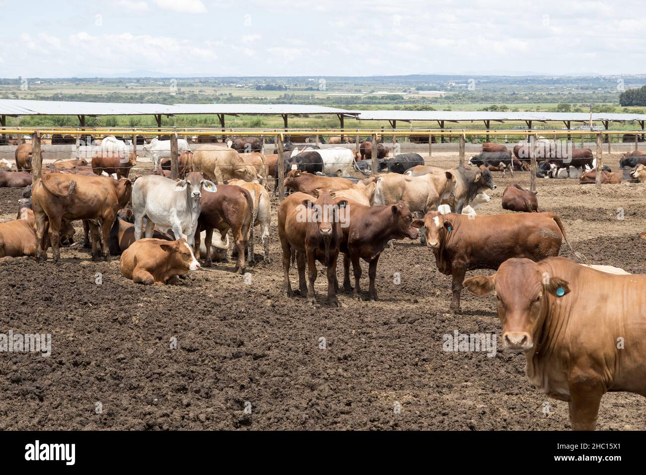 Cattle in a feedlot or feed yard Stock Photo Alamy