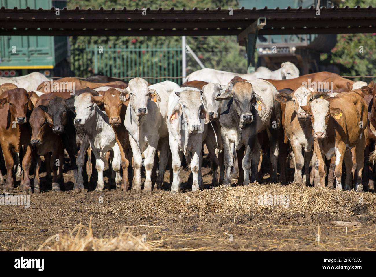 Cattle in a feedlot or feed yard Stock Photo Alamy